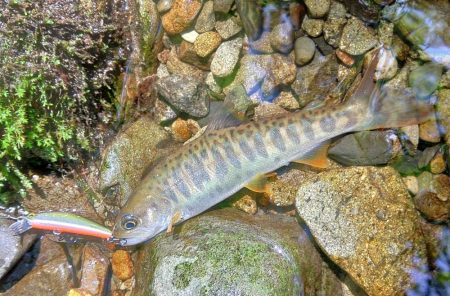 接近戦のイワナ釣り ～長良川水系～